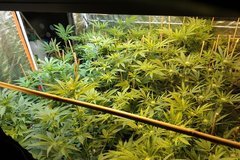 Sea of green