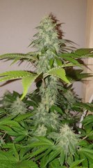 Tangie X og18/ No Border