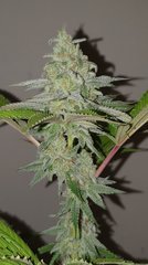 Devil cookies/Natural Genetics Seed