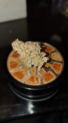 Tangie/cut