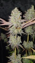 Z3 x Wattermelon Zkittlez