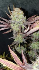 Z3 x Wattermelon Zkittlez