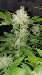 Bubblegum
