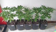 Selecta/Sour Gelato