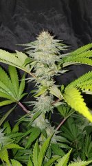 Ghost Rider Og
