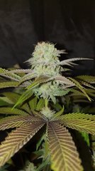Ghost Rider Og