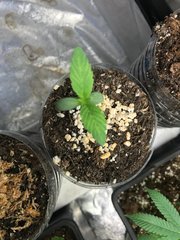 Perlite Cro+6