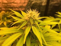 PiF dominance indica 50W miniQB3000K LED Cro+49 Flo+26