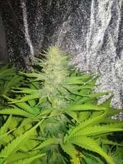 S+12/F+15 Skunk XL