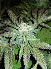F+19 Royal cookies