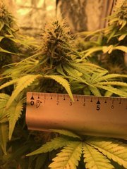 PiF Indica Cro+49 Flo+44 budax