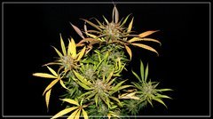 FLO+65 NL#5 x Haze  .JPG