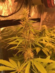 Sativa Flo+35