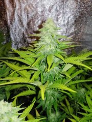 F+19 Sweet Zkittlez