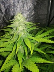 S+12/F+15 Sweet Zkittlez