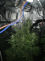 PouF CFL2100K 200W Cro+46 Flo+29 Wappy !!