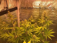 PouF sativa Cro+46 Flo+35