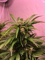 NY Diesel auto 65jours