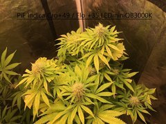 PiF indica Cro+49 Flo+35