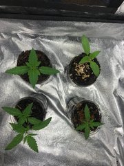 Cro +11 MAQUIxKUSH