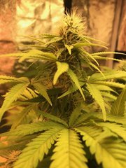 Indica Flo+31
