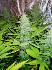 F+19 Skunk XL
