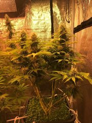 PiF indica cro+49 flo+39