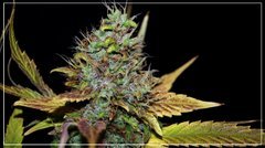 FLO+65 Sour & sage bud .JPG