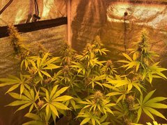 PouF sativa cro+46 flo+42