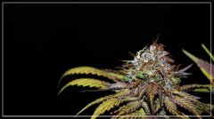 FLO+65 NoName n°5 bud  .JPG