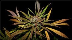 FLO+65 NL#5 x Haze bud.jpg