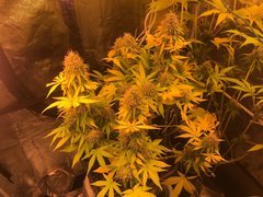 PiF indica Cro+49 Flo+55