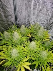 Skunk XL 12/12 +39