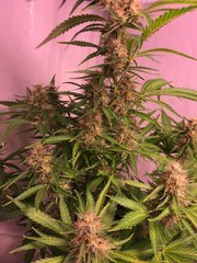 NY Diesel auto 65 jours
