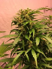 NY Diesel auto 65 jours