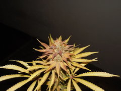 Pineapple Sorbert - French aficionado Phéno#4