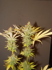 Pineapple Sorbert - French aficionado Phéno#2