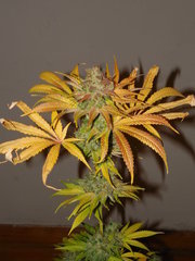 Pineapple Sorbert - French aficionado Phéno#9