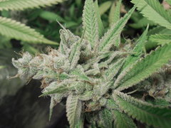 Strawberry Banana x Key lime pie #1 - Purple city genetics