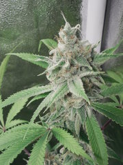 Strawberry Banana x Key lime pie #1 - Purple city genetics