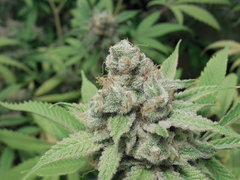 Strawberry Banana x Key lime pie #1 - Purple city genetics