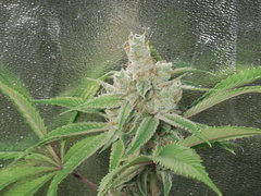 Strawberry Banana x Key lime pie #1 - Purple city genetics