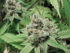 Strawberry Banana x Key lime pie #1 - Purple city genetics
