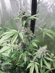 Strawberry Banana x Key lime pie #1 - Purple city genetics