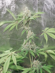 Strawberry Banana x Key lime pie #1 - Purple city genetics