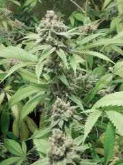 Strawberry Banana x Key lime pie #1 - Purple city genetics