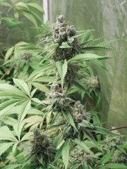 Strawberry Banana x Key lime pie #1 - Purple city genetics