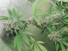 Strawberry Banana x Key lime pie #1 - Purple city genetics