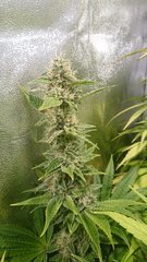Lemon Zkittle 2000