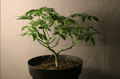 Accroche Mainlining 9ème semaine CRO (20 apex》40 nouveaux)